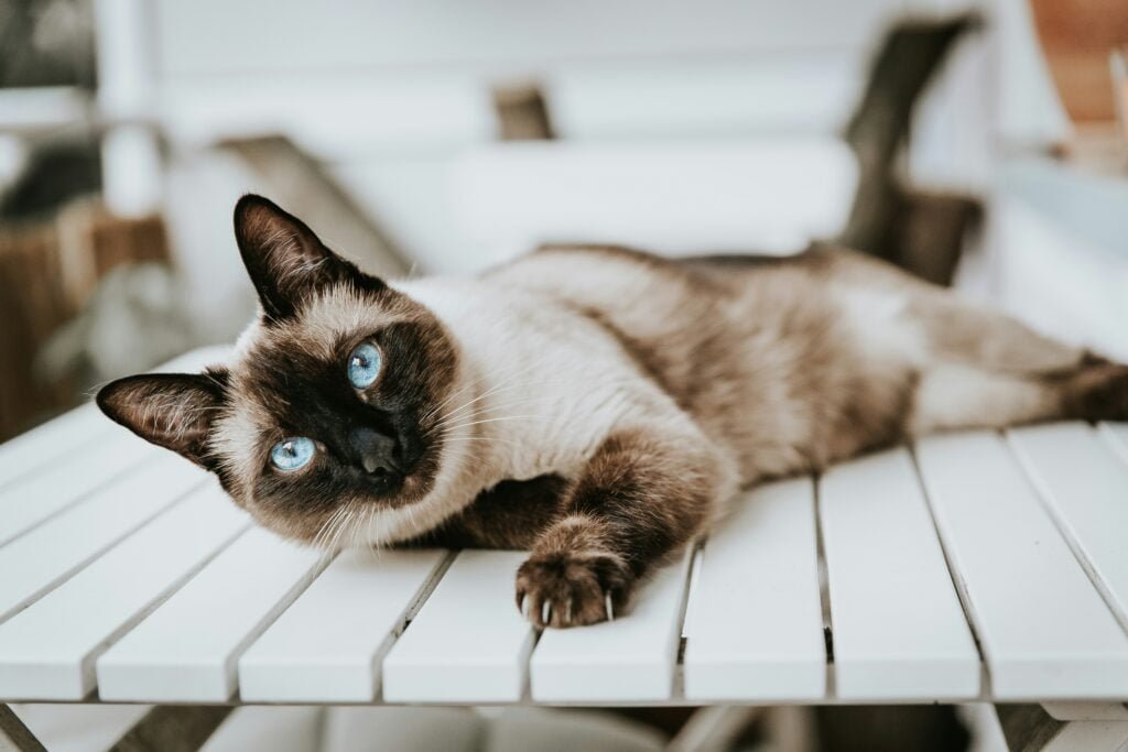 best cat breeds for Indian climate, Siamese cat