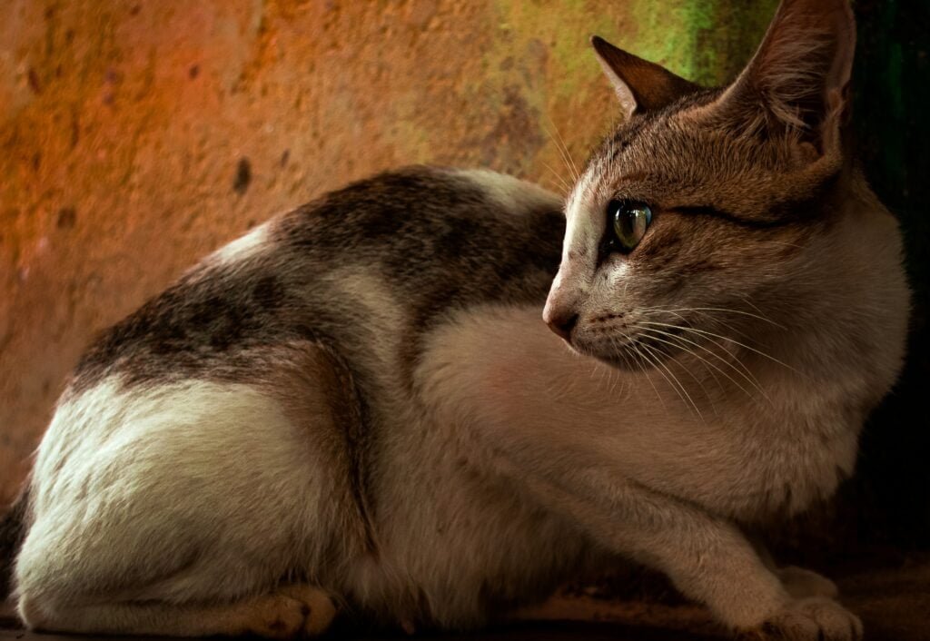 best cat breeds for Indian climate