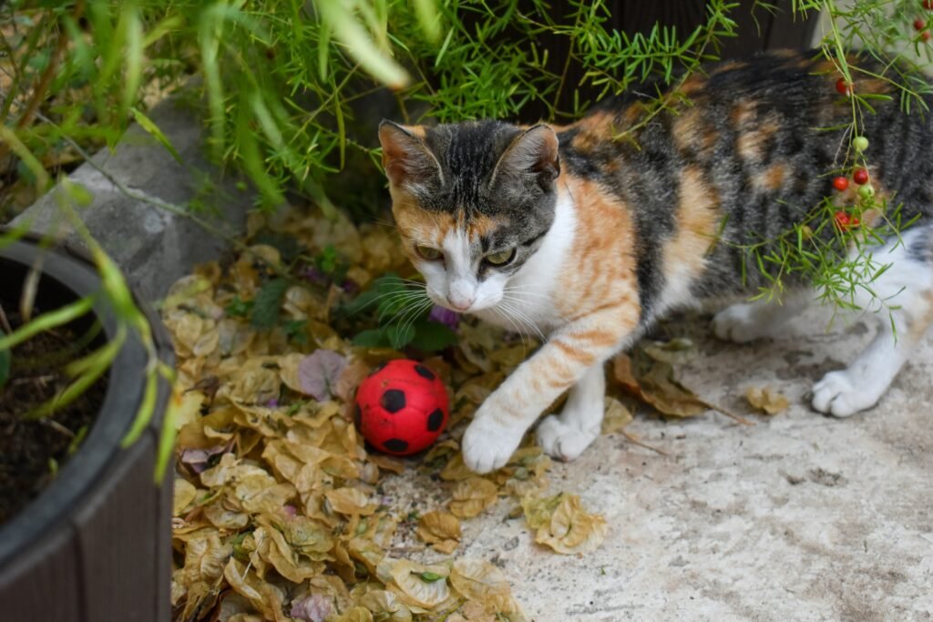 How to entertain a bored cat