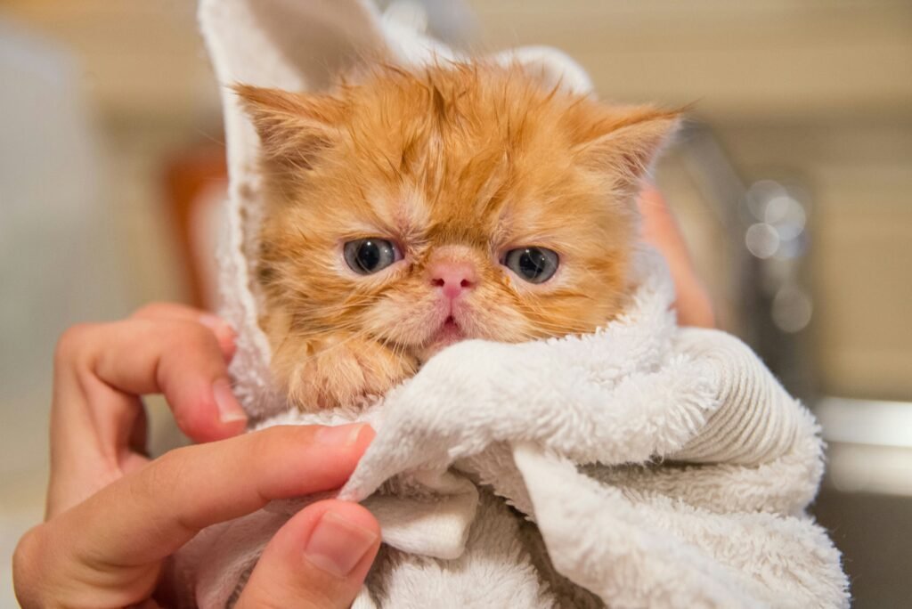 How to bathe your cat How to wash a cat for the first time