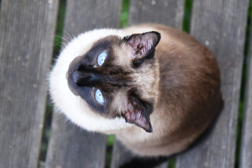 Siamese cat