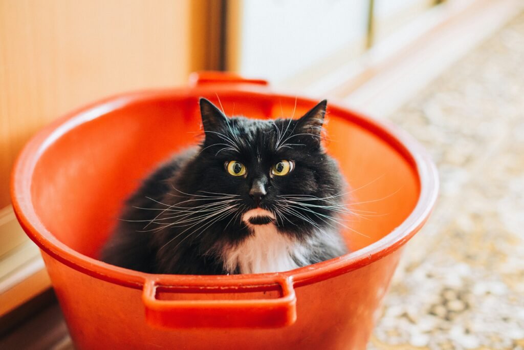 How to bathe your cat How to wash a cat for the first time