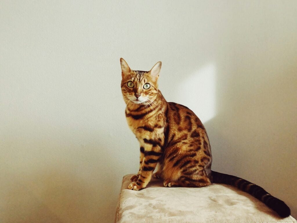 Bengal cat