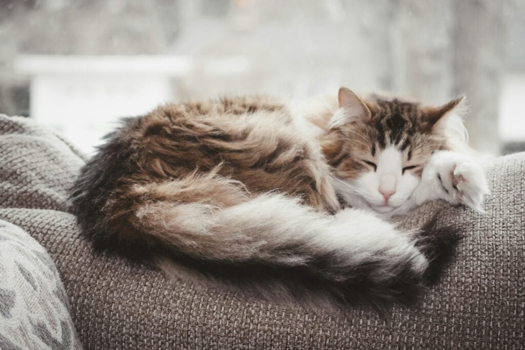 Long haired cat breeds