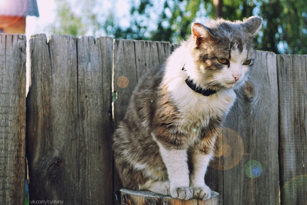 common cat diseases, common cat illnesses