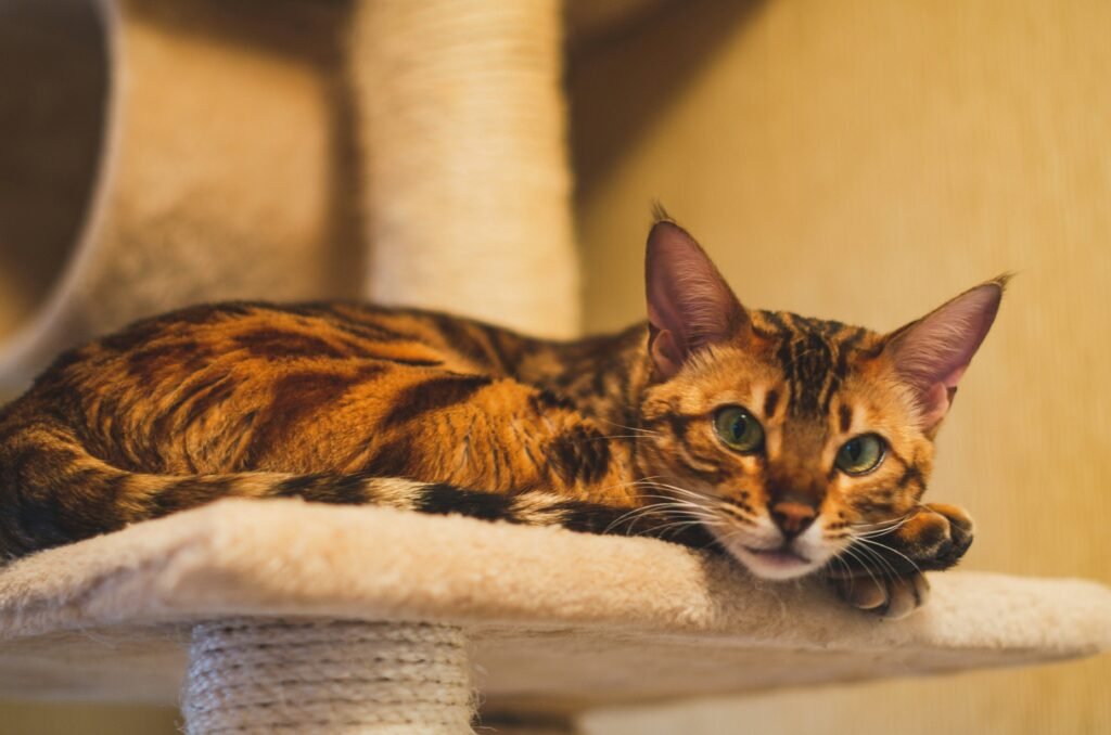 Exotic Cat Breeds