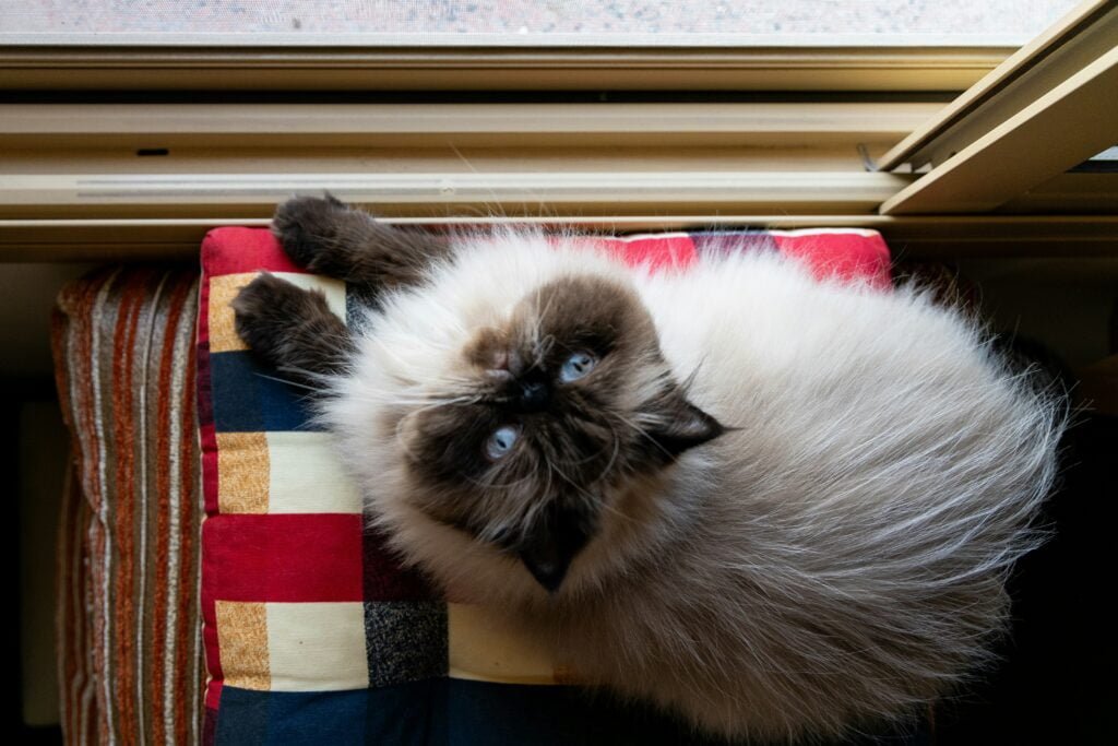 best cat breeds for Indian climate, Himalayan cat