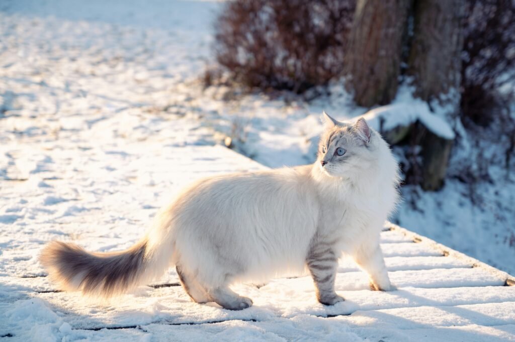 Long haired cat breeds