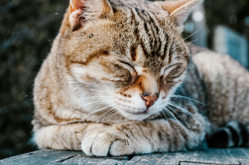 common cat diseases, common cat illnesses