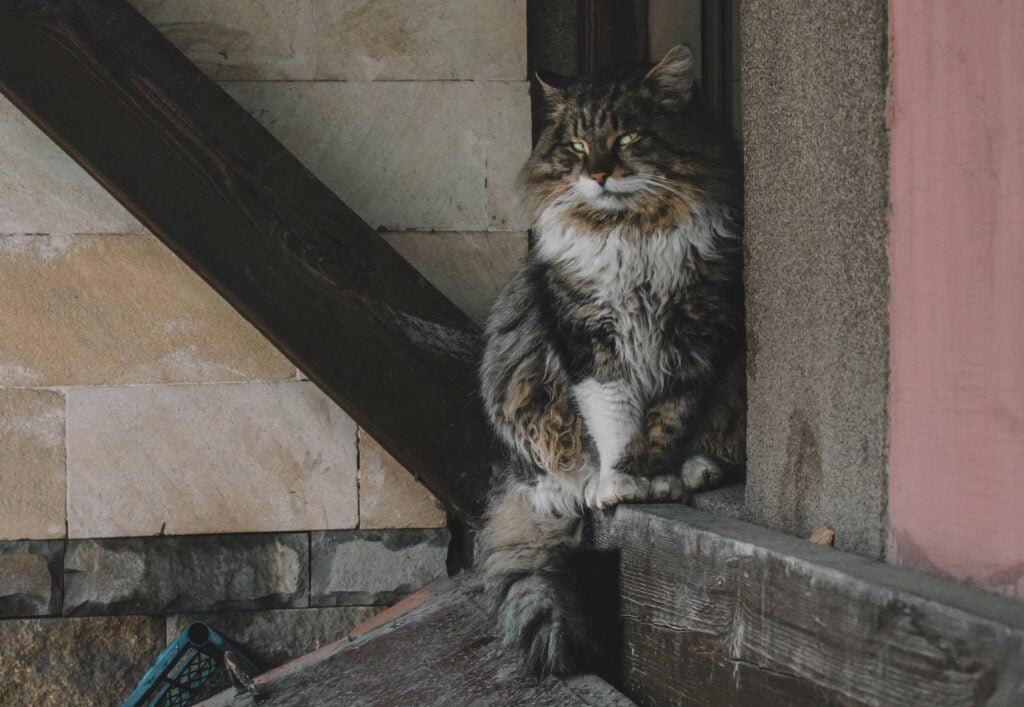 Overweight Cats