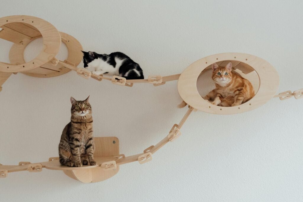 multi cat household