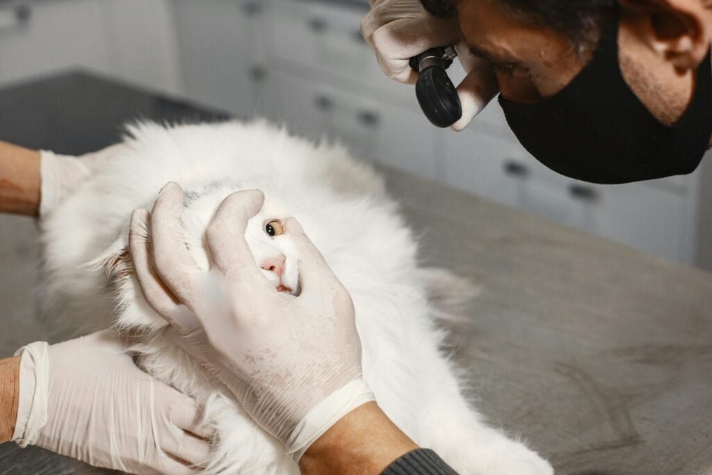 Neutering a Male Cat