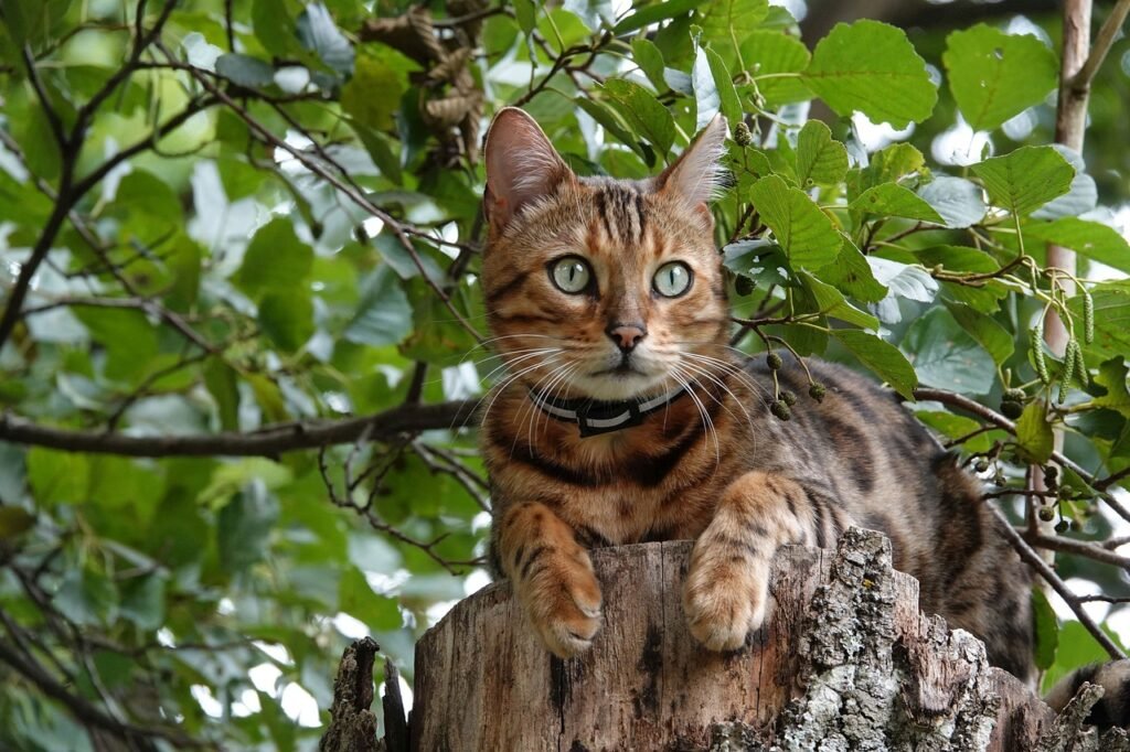 Bengal Cat