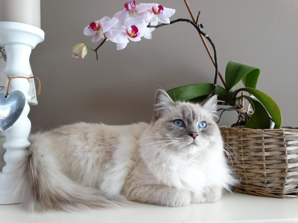 best cat breeds for beginners, best cat breeds for first time owners