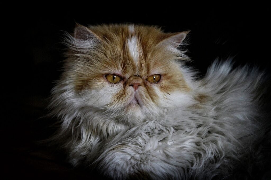 Persian cat 