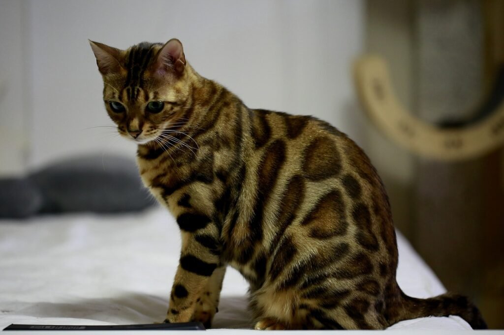 best cat breeds for Indian climate, Bengal cat