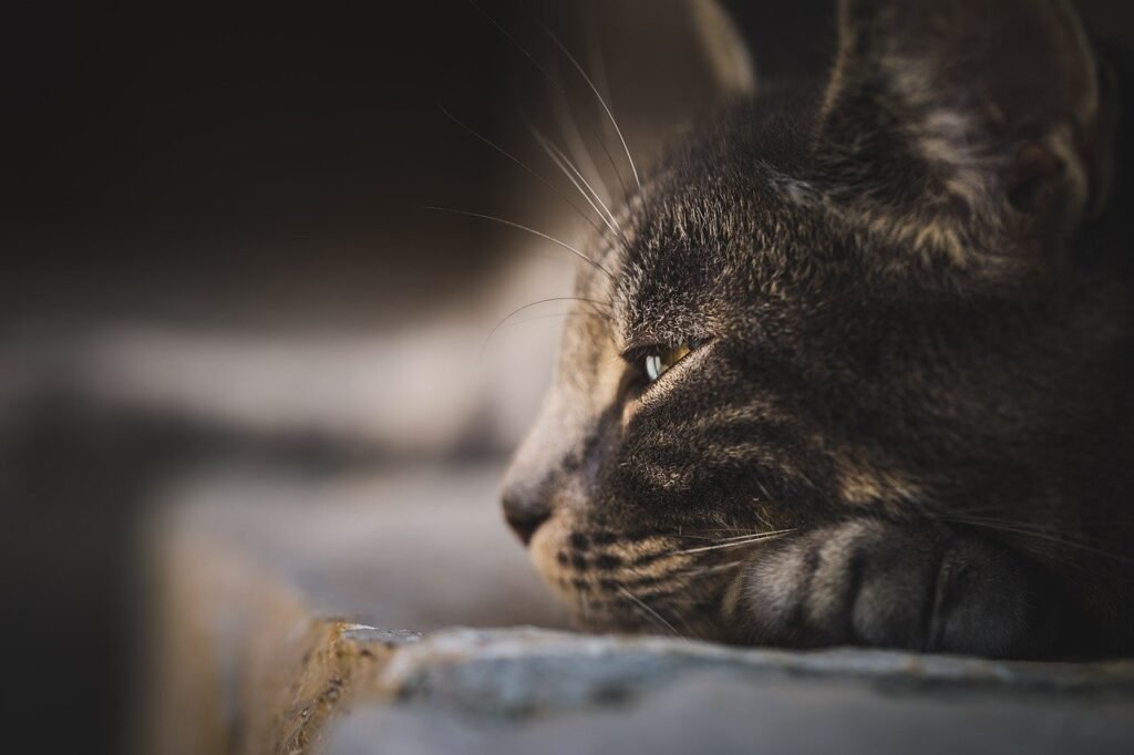 signs of stress in cats