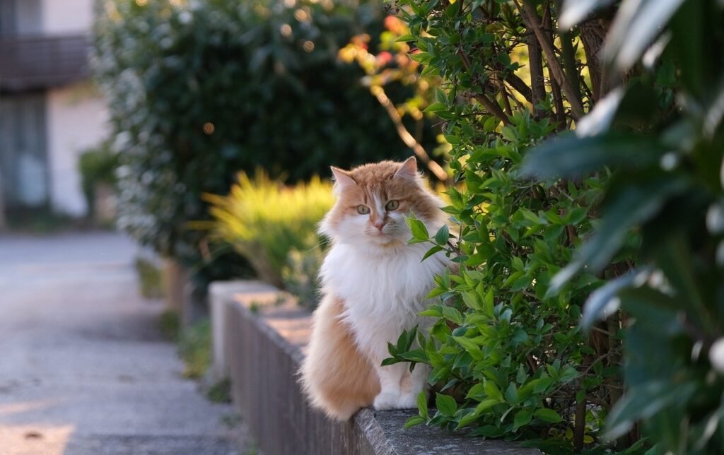 Long haired cat breeds