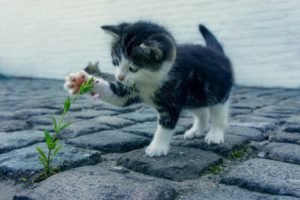 Plants toxic to cats, plants poisonous to cats, cats and plants