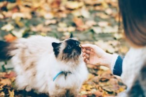 cat dental care