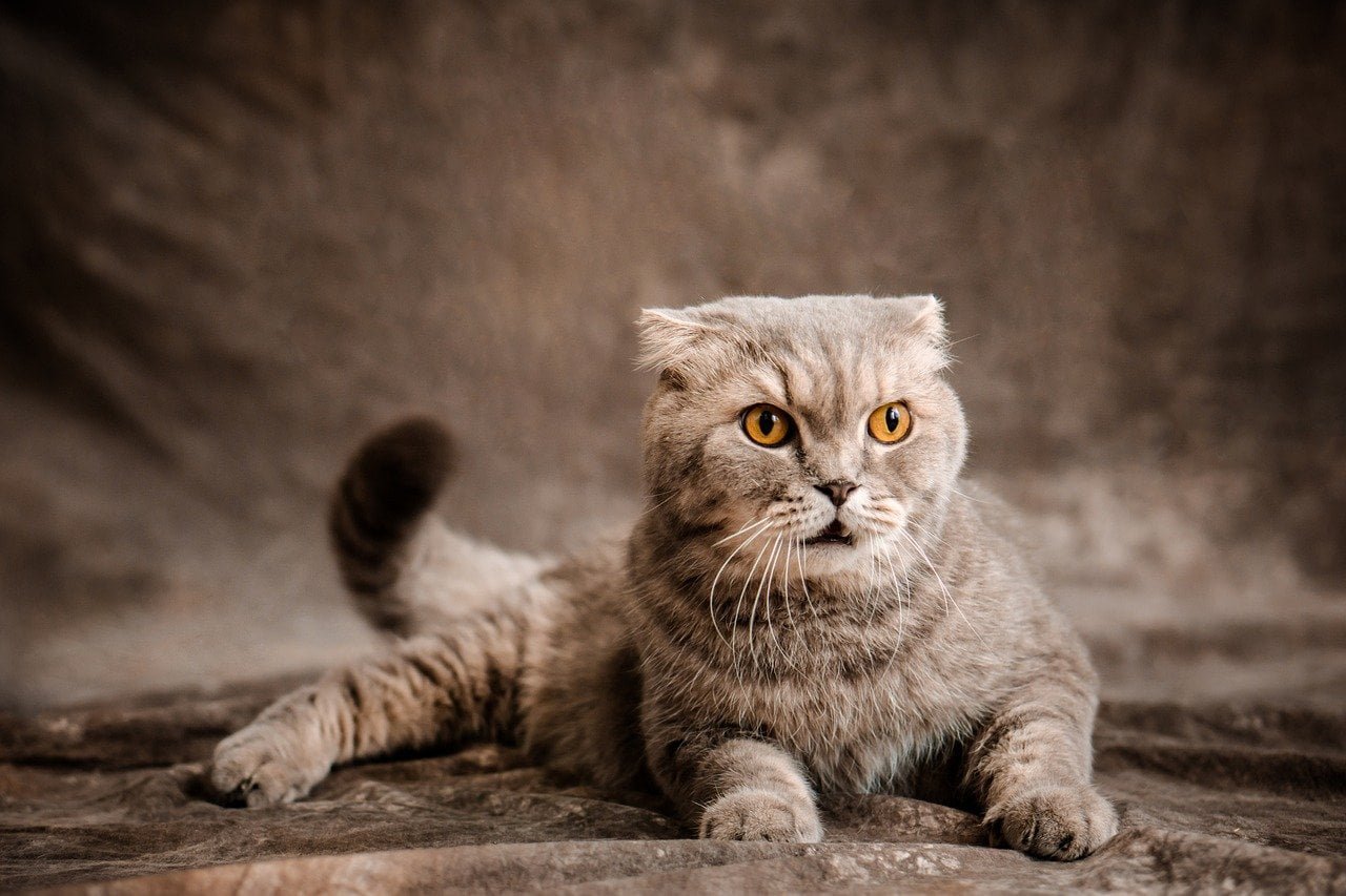 Exotic Cat Breeds