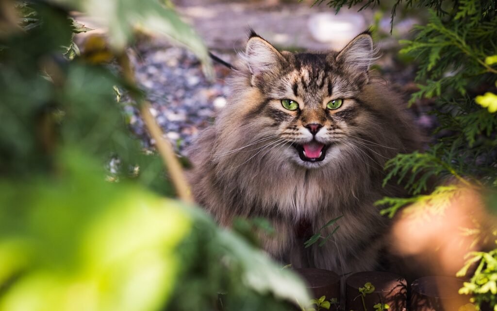 Siberian cat, cats for cat allergies, best cat breeds for allergies