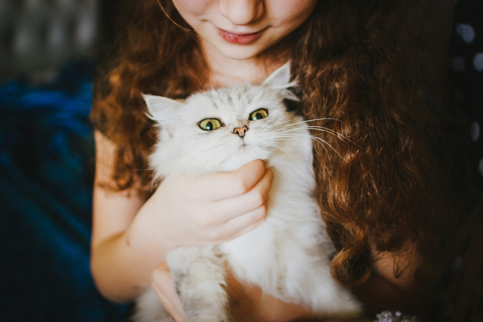 Long haired cat breeds