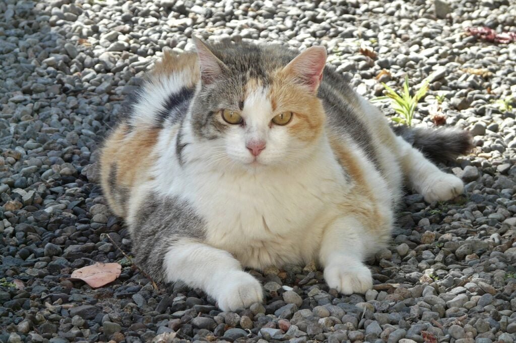 Overweight Cats