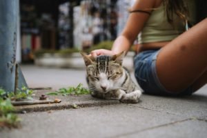 Neutering a Male Cat